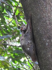 Galeopterus variegatus