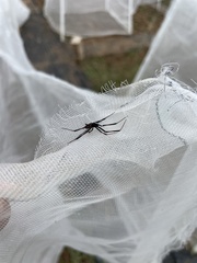 Latrodectus mactans