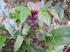 Tacca cristata