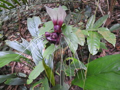 Tacca cristata