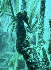 Hippocampus reidi