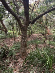 Banksia serrata