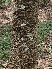 Banksia serrata