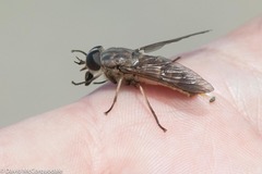 Tabanus novaescotiae