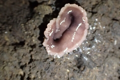 Australopacifica garveyi