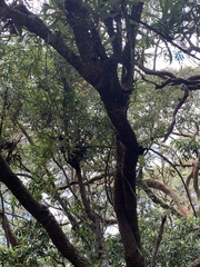 Banksia serrata