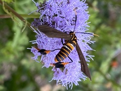 Horama panthalon texana