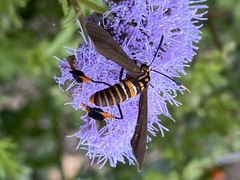 Horama panthalon texana