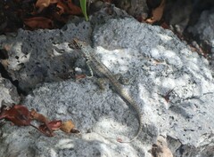 Microlophus indefatigabilis