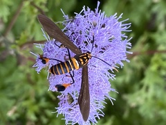 Horama panthalon texana