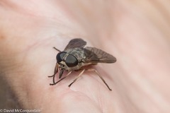 Tabanus novaescotiae