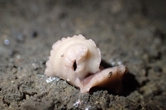 Australopacifica garveyi