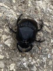 Phanaeus texensis