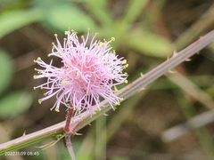Mimosa quadrivalvis