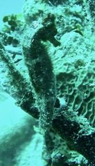 Hippocampus reidi