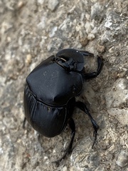 Phanaeus texensis