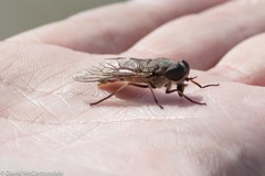 Tabanus novaescotiae