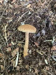 Inocybe hystrix