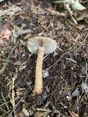 Inocybe hystrix