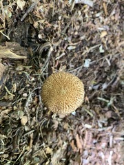 Inocybe hystrix
