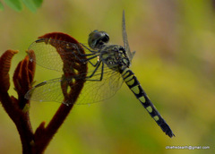 Brachydiplax sobrina
