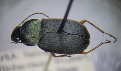 Chlaenius lithophilus