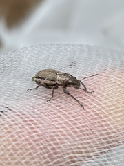 Naupactus