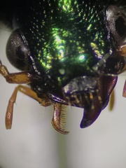 Chlaenius lithophilus