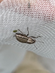 Naupactus
