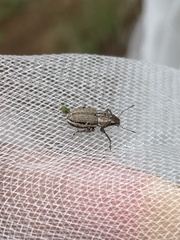 Naupactus