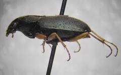 Chlaenius lithophilus