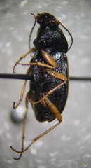 Chlaenius lithophilus