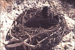 Phalacrocorax fuscescens