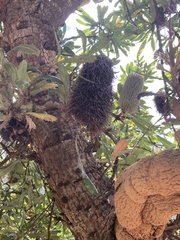 Banksia serrata