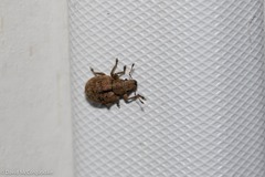 Strophosoma melanogrammum
