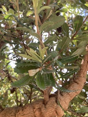 Banksia serrata