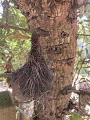 Banksia serrata