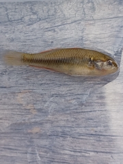 Hypseleotris galii