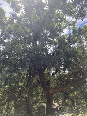 Banksia serrata