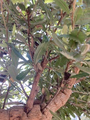Banksia serrata