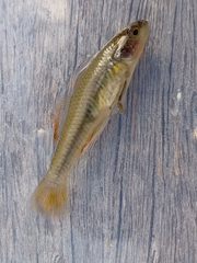 Hypseleotris galii
