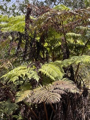Cyatheales