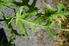 Lactuca quercina