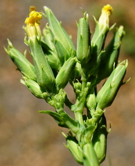 Lactuca quercina