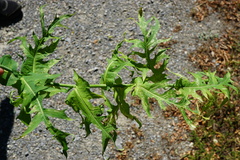 Lactuca quercina