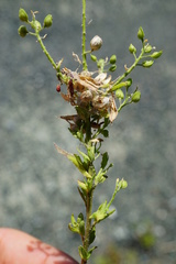 Lepidium