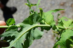 Lactuca quercina