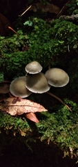 Hypholoma subviride