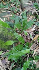 Leptochilus wrightii