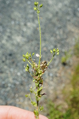 Lepidium
